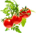 Click & Grow Smart Garden refill Mini Tomato 3pcs