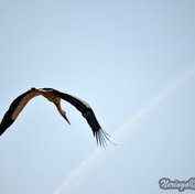 watermarked-DSC_0339.jpg