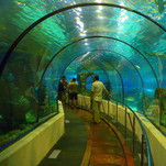 Didysis akvariumas