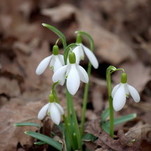 Snieguolės - pirmosios pavasario gėlės