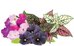 Click & Grow Plant Pod Vibrant Flower Mix 9 шт.