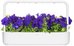 Click & Grow Smart Garden картридж Синяя петуния 3 шт.
