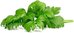 Click & Grow Smart Garden Refill Leaf Celery 3pcs