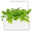 Click & Grow Smart Garden refill Leaf Mustard 3pcs