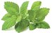 Click & Grow Smart Garden refill Lemon Balm 3pcs