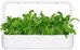 Click & Grow Smart Garden refill Mibuna 3pcs