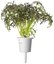 Click & Grow Smart Garden refill Mustard Red Frill 3pcs