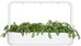 Click & Grow Smart Garden refill Shungiku 3pcs