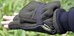 Stealth Gear Gloves Eagle size XL-XXL