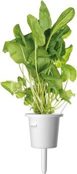 Click & Grow Plant Pod Salad Mix 9pcs