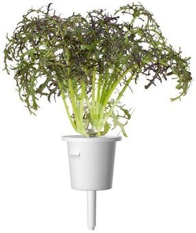 Click & Grow Smart Garden refill Mustard Red Frill 3pcs