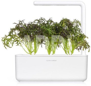 Click & Grow Smart Garden refill Mustard Red Frill 3pcs