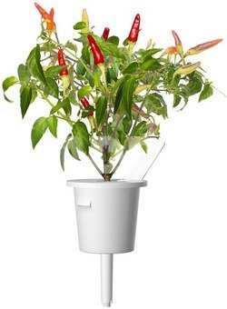 Click & Grow Smart Garden refill Red Hot Chili Pepper 3pcs