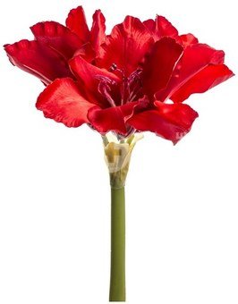 Dekoratyvinė gėlė Amarilis h 30 cm K02342