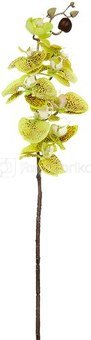 Dekoratyvinė gėlė Orchidėja alyvinė/žalsva (12) h 77 cm SAVEX