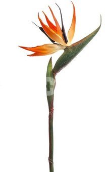 Dekoratyvinė gėlė Strelicija h 85 cm K03954