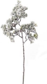 Dekoratyvinis augalas Podocarpus (12) kld PS011948FGB SAVEX noakc