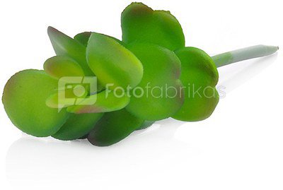 Dekoratyvinis augalas Sukulentas 14 cm HR16285 SAVEX