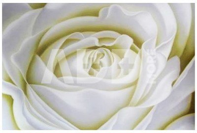 Drobė Rožė balta 60*90