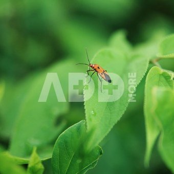 Viltrox AF 56mm F/1.2 PRO Sony E APS C