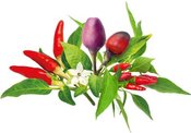Click & Grow Plant Pod Chili Pepper Mix 9pcs