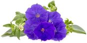 Click & Grow Smart Garden refill Blue Petunia 3pcs
