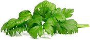 Click & Grow Smart Garden Refill Leaf Celery 3pcs