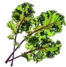 Click & Grow Smart Garden refill Red Kale 3pcs