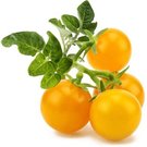 Click & Grow Smart Garden refill Yellow Mini Tomato 3pcs