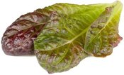 Click & Grow Smart Refill Красный салат-латук 3 шт.