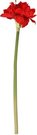 Dekoratyvinė gėlė Amarilis 70 cm 4Living 317936