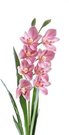Dekoratyvinė gėlė Orchidėja mix 4 h 73 cm K03977