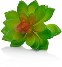 Dekoratyvinis augalas Sukulentas 10 cm HR16287 SAVEX