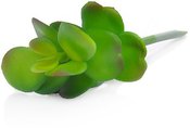 Dekoratyvinis augalas Sukulentas 14 cm HR16285 SAVEX