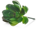 Dekoratyvinis augalas Sukulentas 7 cm HR16291 SAVEX