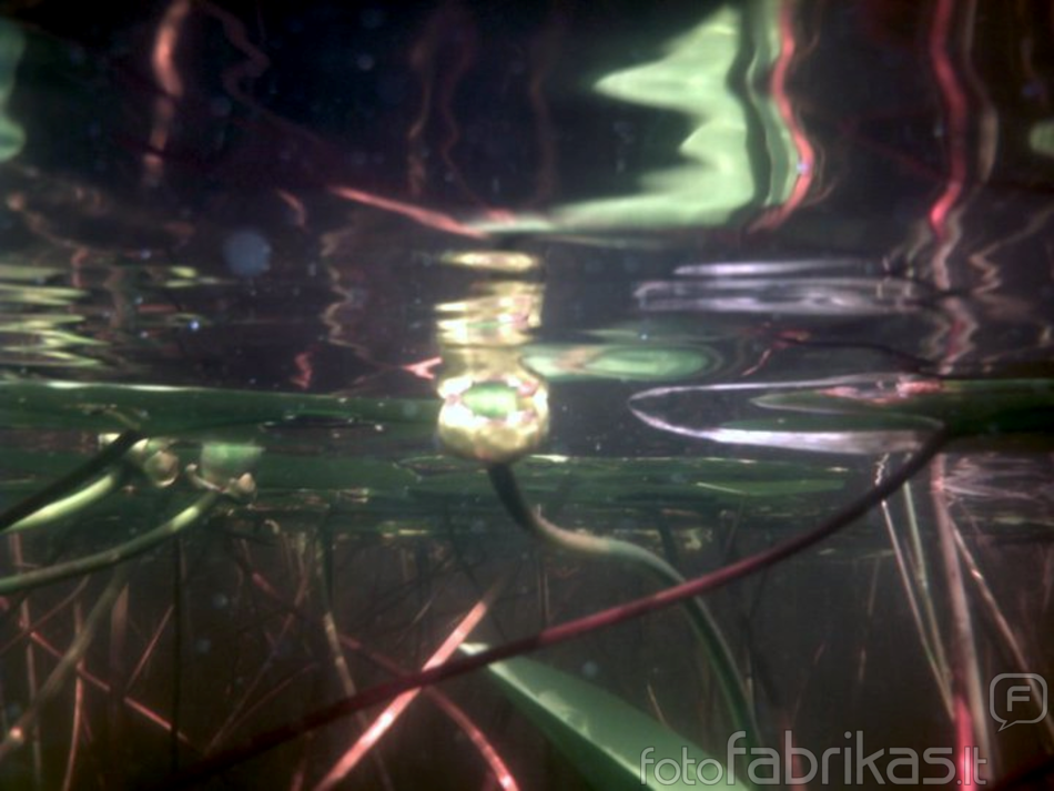 untitled15.bmp