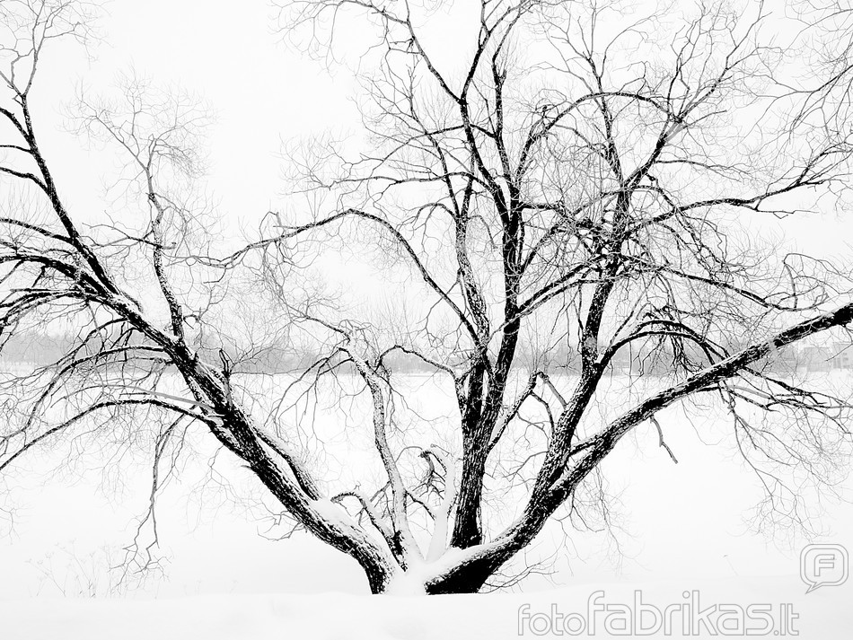 Žiemos medis
