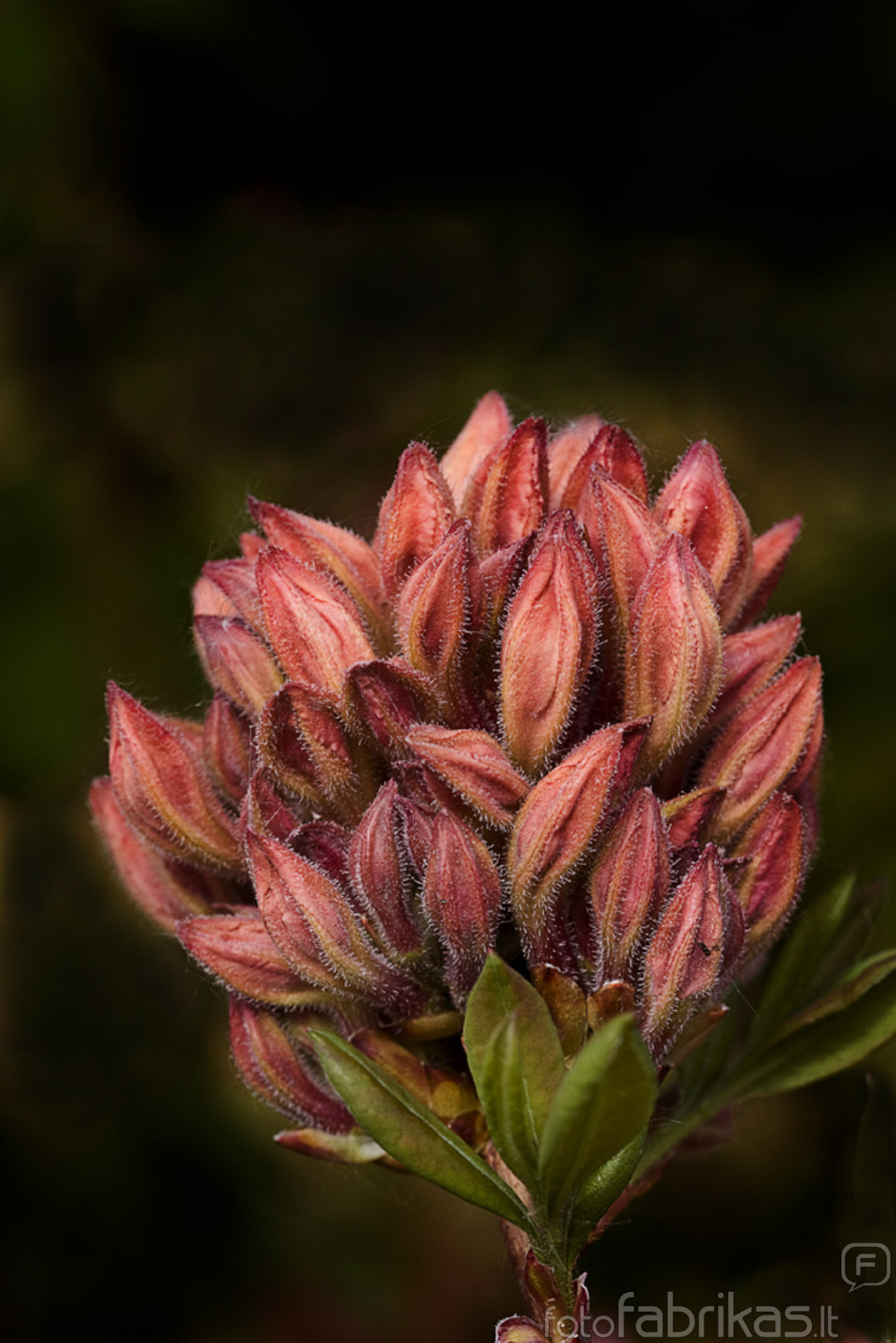 Rododendras