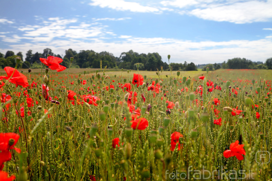 Aguonų laukas