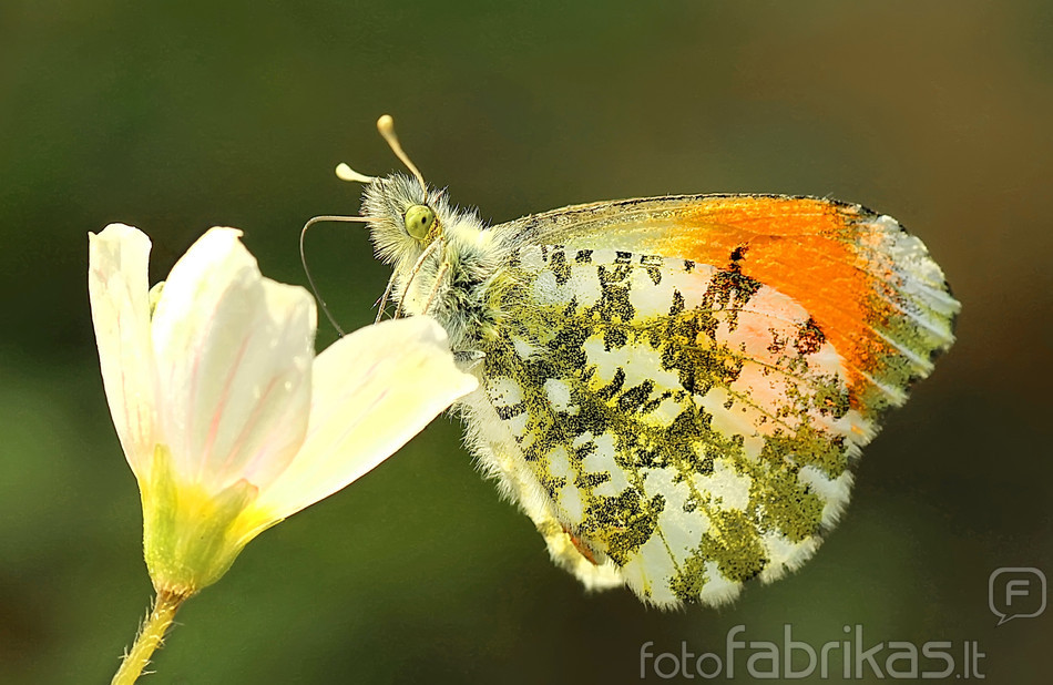 Ausrele - Anthocharis cardamines.JPG