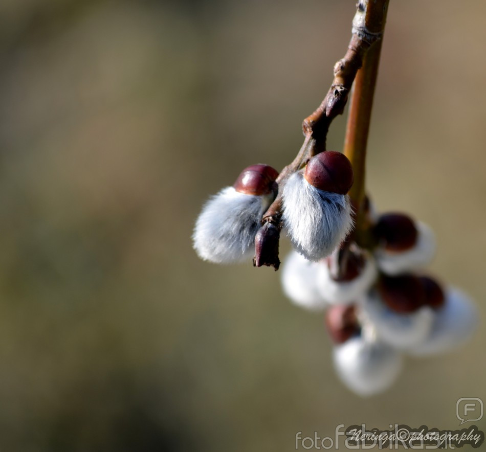 watermarked-DSC_0279.jpg