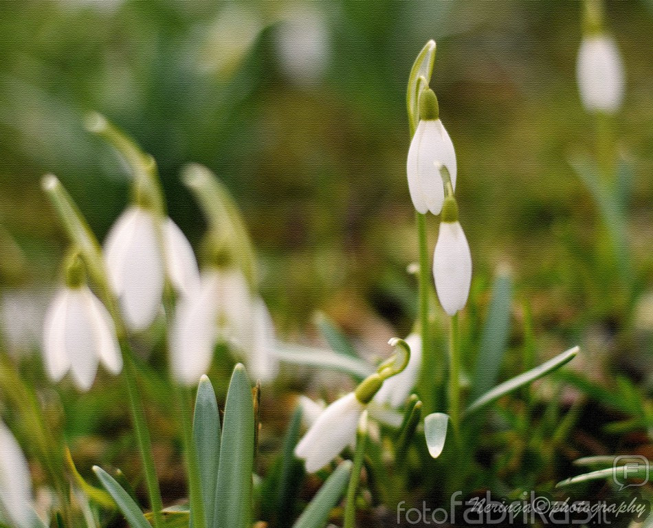 watermarked-DSC_3558d.jpg