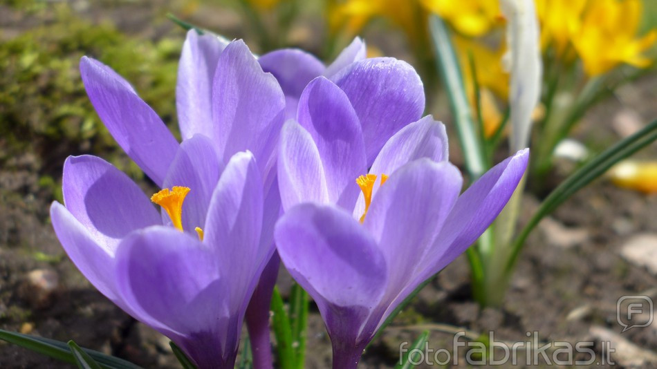 spring 2013 1st.jpg