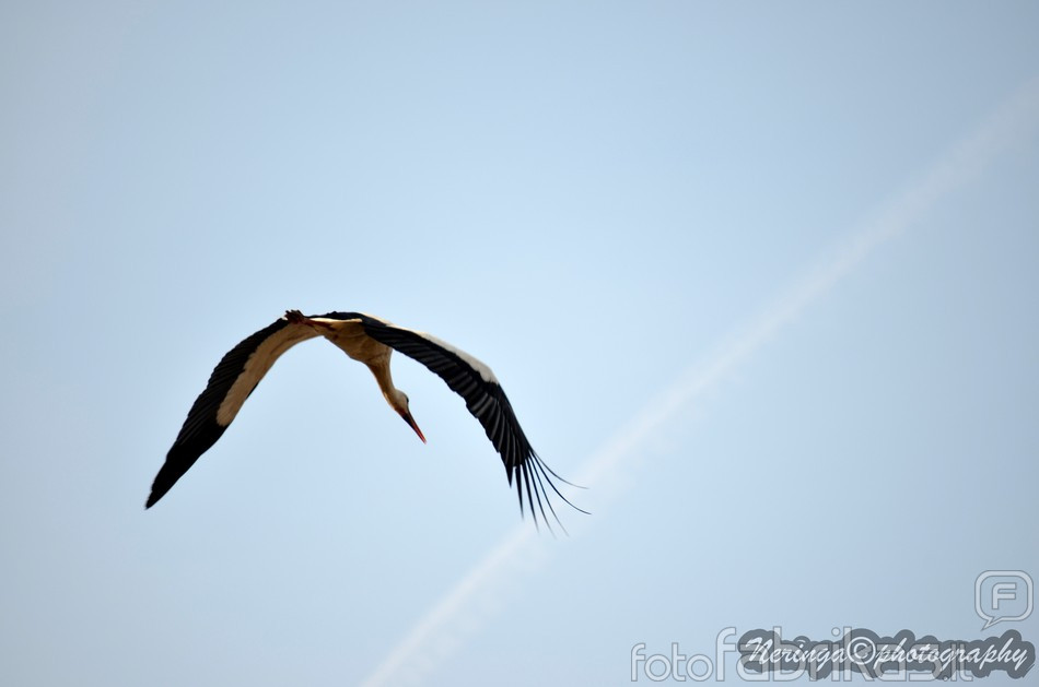 watermarked-DSC_0339.jpg