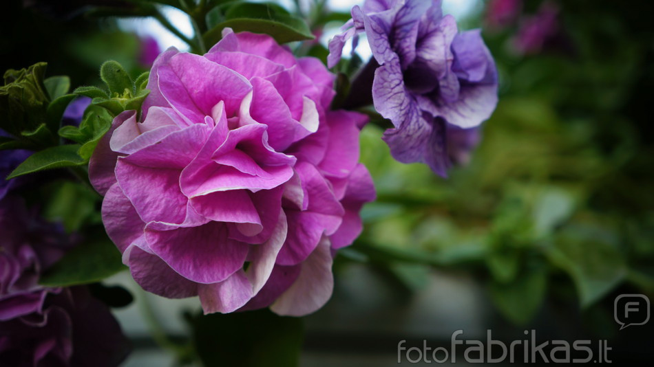 DSC03745.JPG