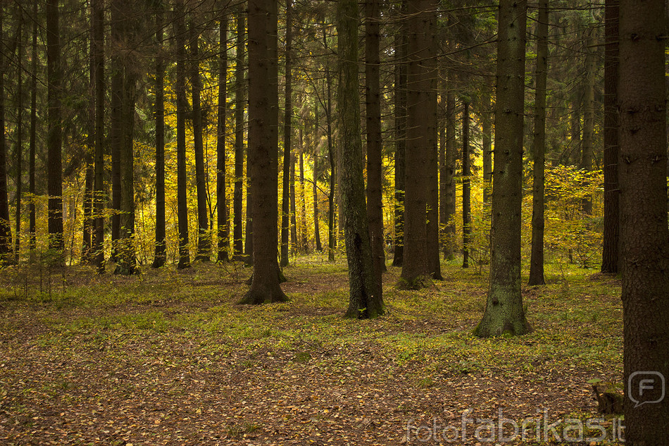 Rudens miškas
