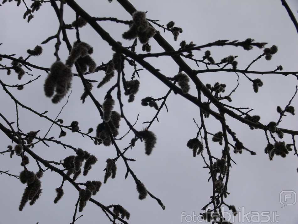 P1190231.JPG