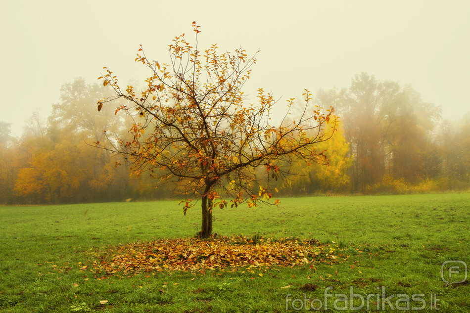 Medis rudenį