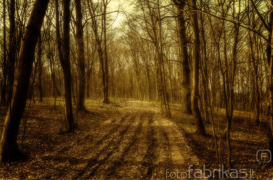 Miško kelias