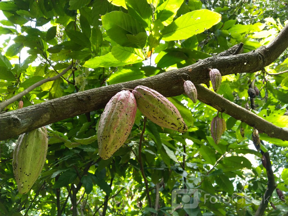 Cacao